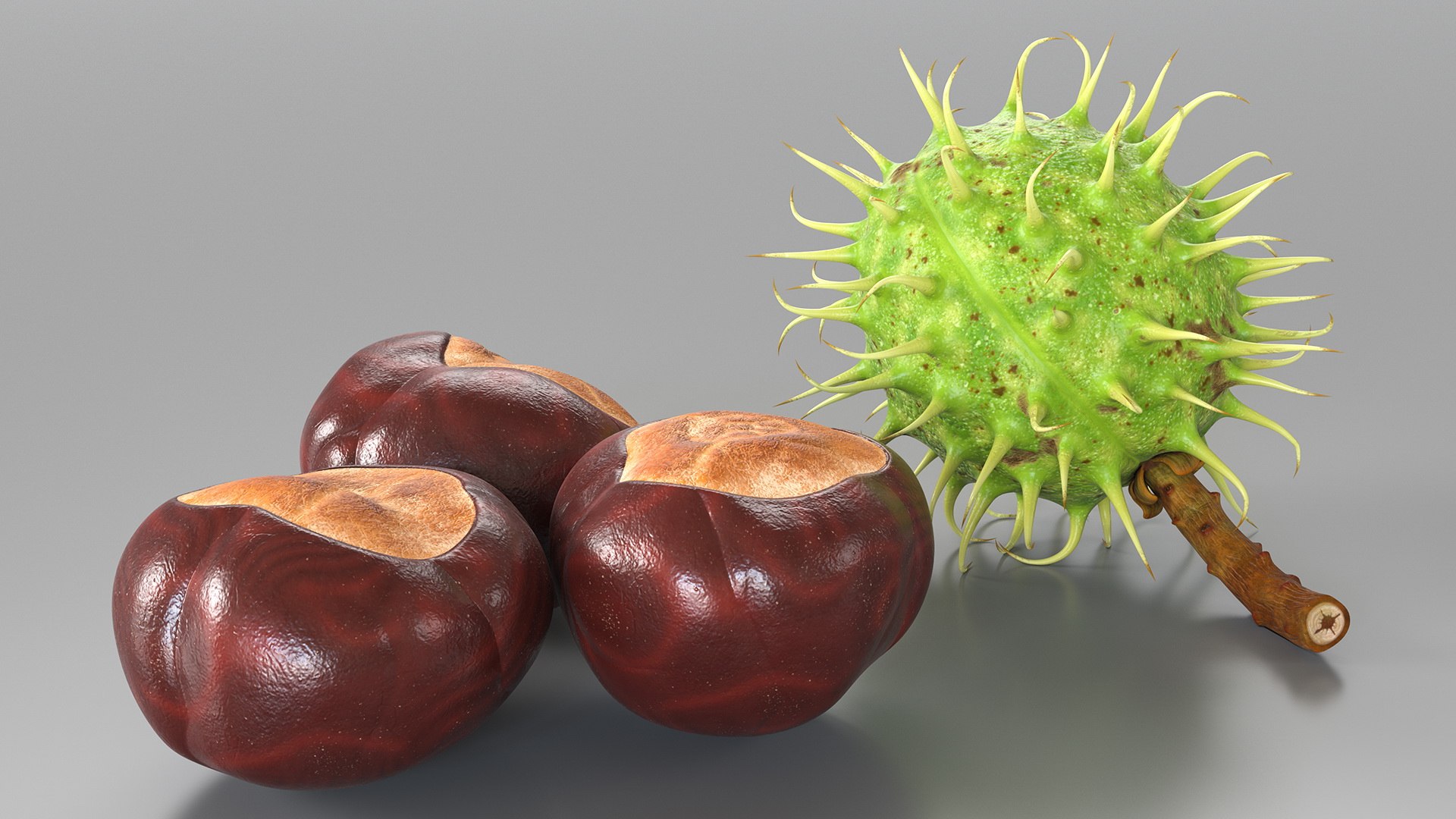horse chestnut set nut 3D https://p.turbosquid.com/ts-thumb/fX/zachMy/XrpJ9TXb/horsechestnutsetmb3dmodel011/jpg/1576808964/1920x1080/fit_q87/5bb6d838735422ee34402e37742716425e41b826/horsechestnutsetmb3dmodel011.jpg
