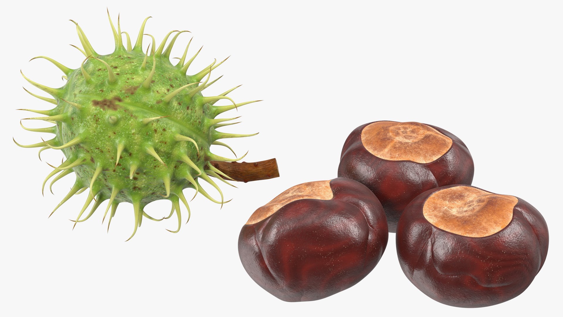 horse chestnut set nut 3D https://p.turbosquid.com/ts-thumb/fX/zachMy/qQmV0ZVa/horsechestnutsetmb3dmodel015/jpg/1576808982/1920x1080/fit_q87/3e8603e7cc6dbd0507f51c2789264936bfeb79ef/horsechestnutsetmb3dmodel015.jpg