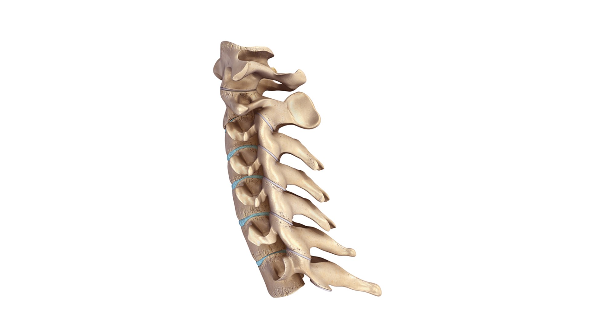 cervical spine ligaments nerves 3d model