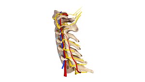 cervical spine ligaments nerves 3d model