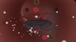 Bactery Blood Stream Infection 3D
