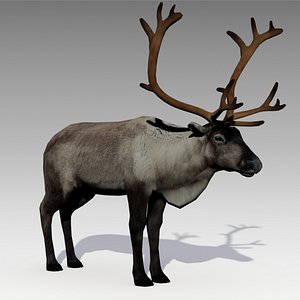 reindeer animations 3d max