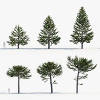 Araucaria araucana Monkey Puzzle Tree
