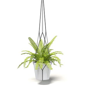 3D fern hanging pot