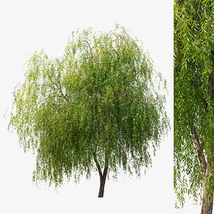Weeping Willow 2 3D model