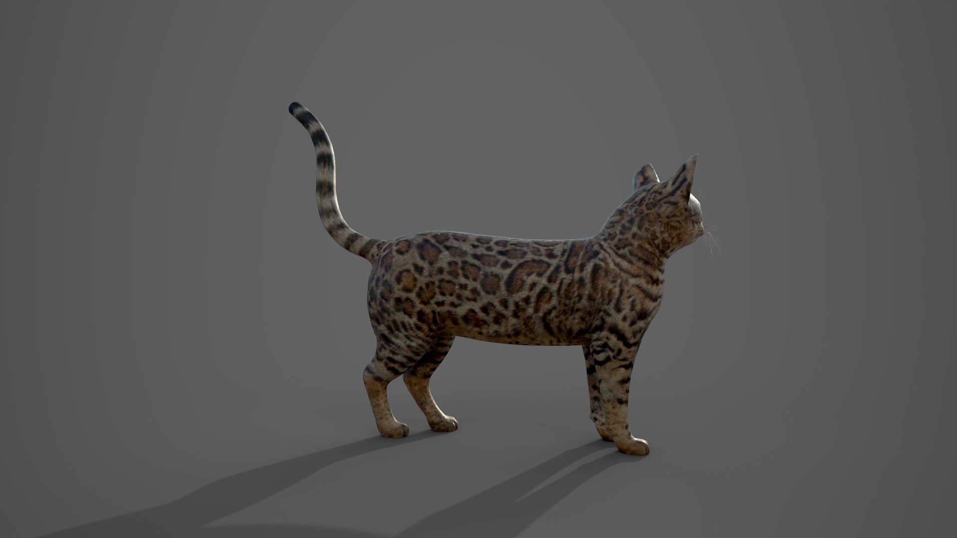 3D Cat Tabby Model - TurboSquid 1990435