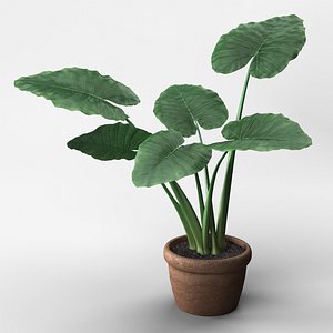 Alocasia Plant
