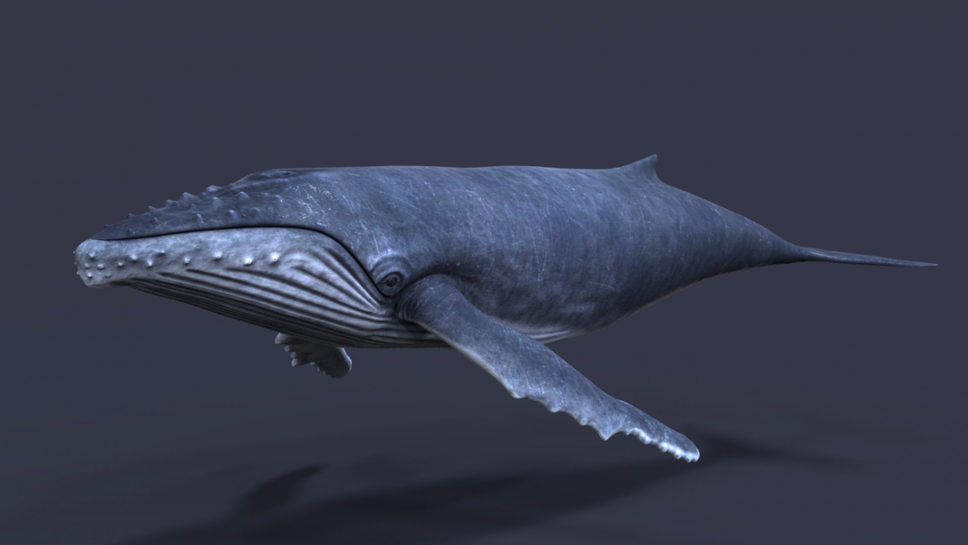 Humpback whale 3D model - TurboSquid 1343691