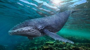 humpback whale 3D model
