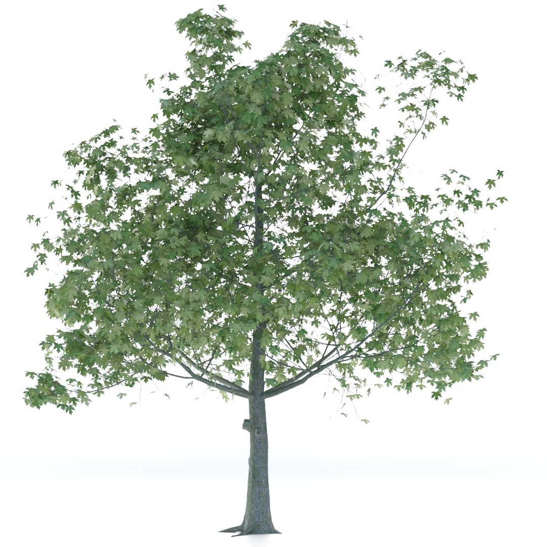 3D maple tree - TurboSquid 1665384