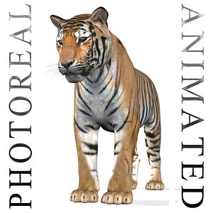 professional cgi tiger 3d model