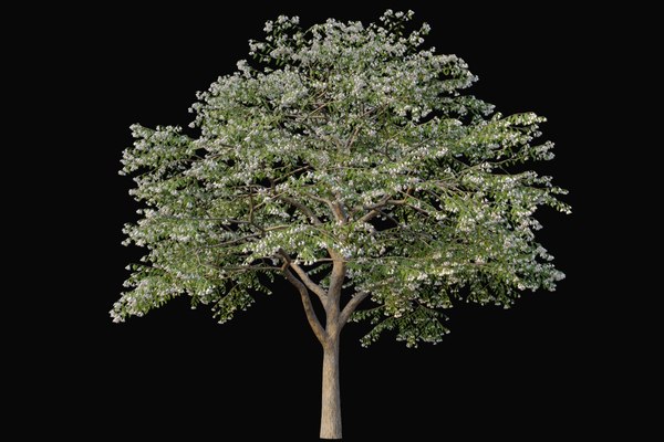 XfrogPlants Japanese Snowbell - Styrax Japonicus 3D model