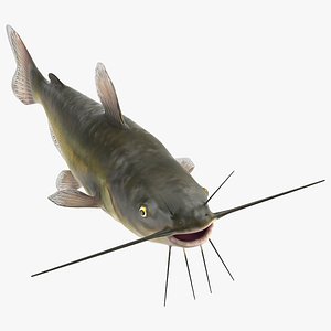 Channel Catfish Ictalurus Punctatus