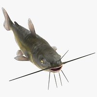Channel Catfish Ictalurus Punctatus