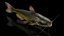 Channel Catfish Ictalurus Punctatus 3D