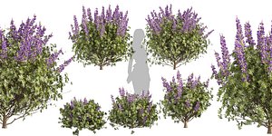 Collection plant vol 554  - blender - Lupinus - Albifrons - bush 3D model