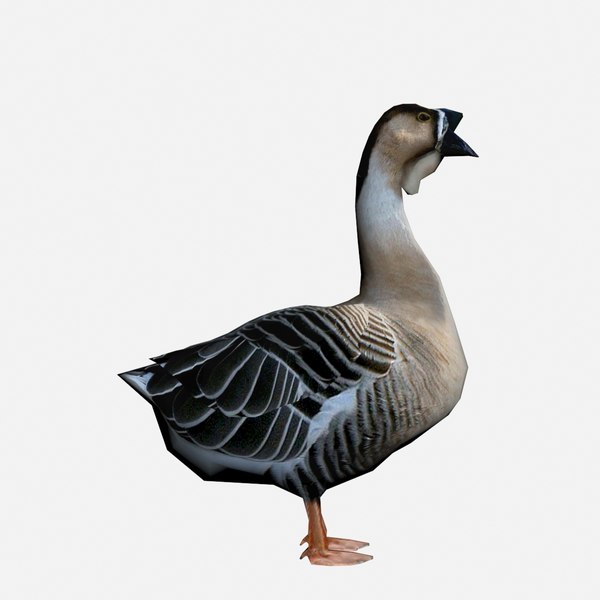 max male goose