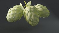 Humulus Lupulus Common Hop