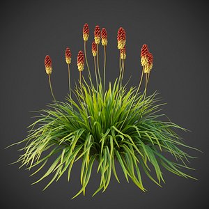 XfrogPlants Torch Lily - Kniphofia Uvaria