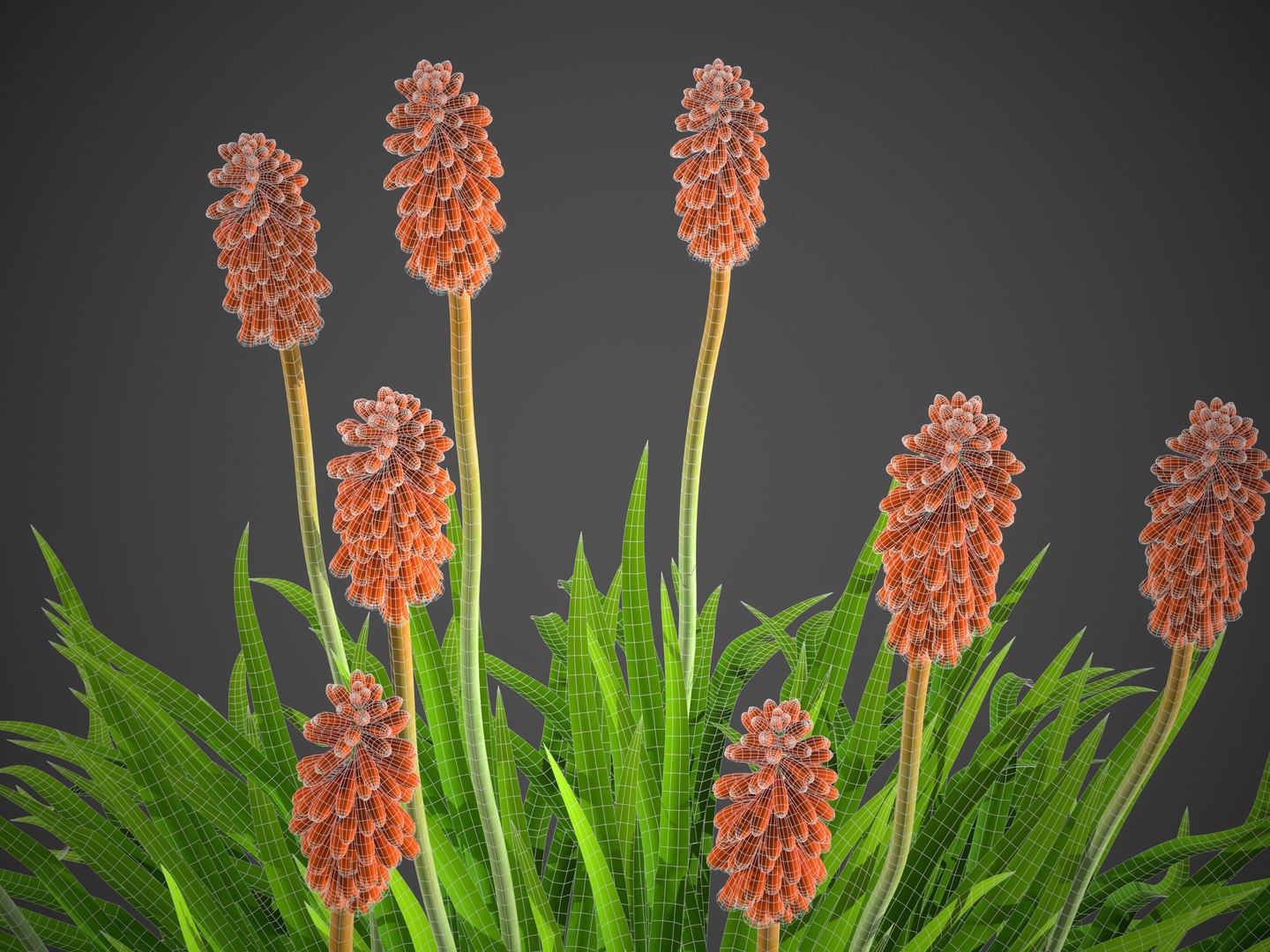 XfrogPlants Torch Lily - Kniphofia Uvaria 3D model https://p.turbosquid.com/ts-thumb/fZ/y0u2W5/7Y/screenshot055/jpg/1621267393/1920x1080/fit_q87/6e27e908b3311a354f317673a08879c67bb88164/screenshot055.jpg