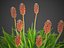 XfrogPlants 火炬百合 - Kniphofia Uvaria