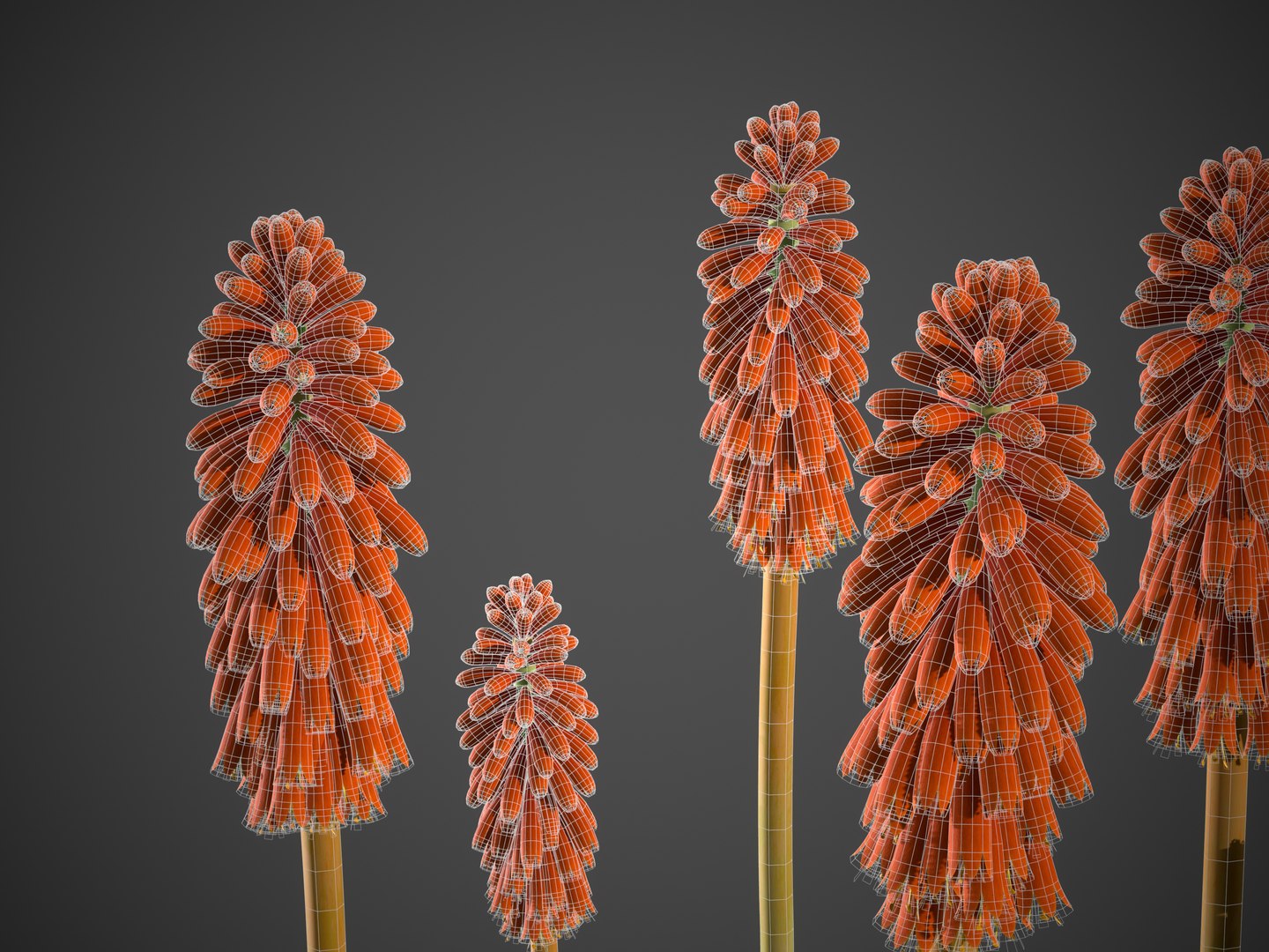 XfrogPlants Torch Lily - Kniphofia Uvaria 3D model https://p.turbosquid.com/ts-thumb/fZ/y0u2W5/D9/screenshot054/jpg/1621267397/1920x1080/fit_q87/a81980d5ac283ff646fdc8aa7107a1eeed28dc99/screenshot054.jpg