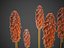 XfrogPlants 火炬百合 - Kniphofia Uvaria