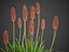 XfrogPlants 火炬百合 - Kniphofia Uvaria