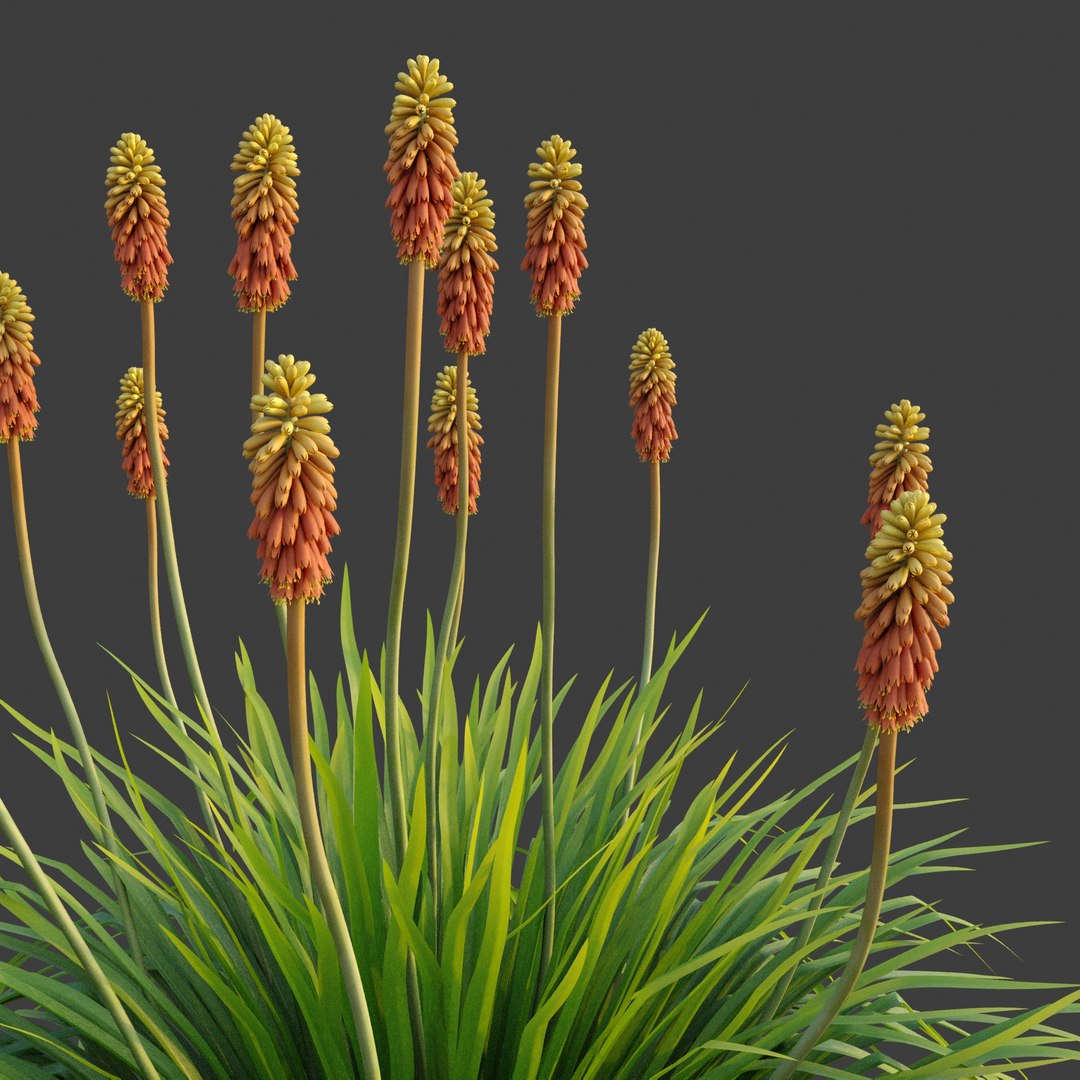 XfrogPlants Torch Lily - Kniphofia Uvaria 3D model https://p.turbosquid.com/ts-thumb/fZ/y0u2W5/tW/kniphofia/jpg/1621267398/1920x1080/fit_q87/51eb95aeacc3ef728b0a1bb460745bb20ea77714/kniphofia.jpg