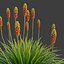 XfrogPlants 火炬百合 - Kniphofia Uvaria