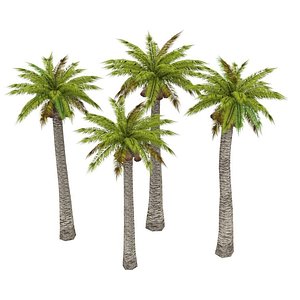 Palm Washingtonia Optimized
