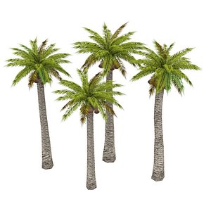 Palm Washingtonia Optimized