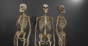 Realistic Human Skeleton Caucasian Male Low-poly 3D model 3D