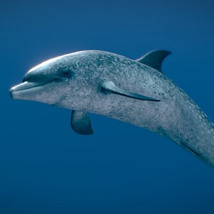 Atlantic Spotted Dolphin 3D model