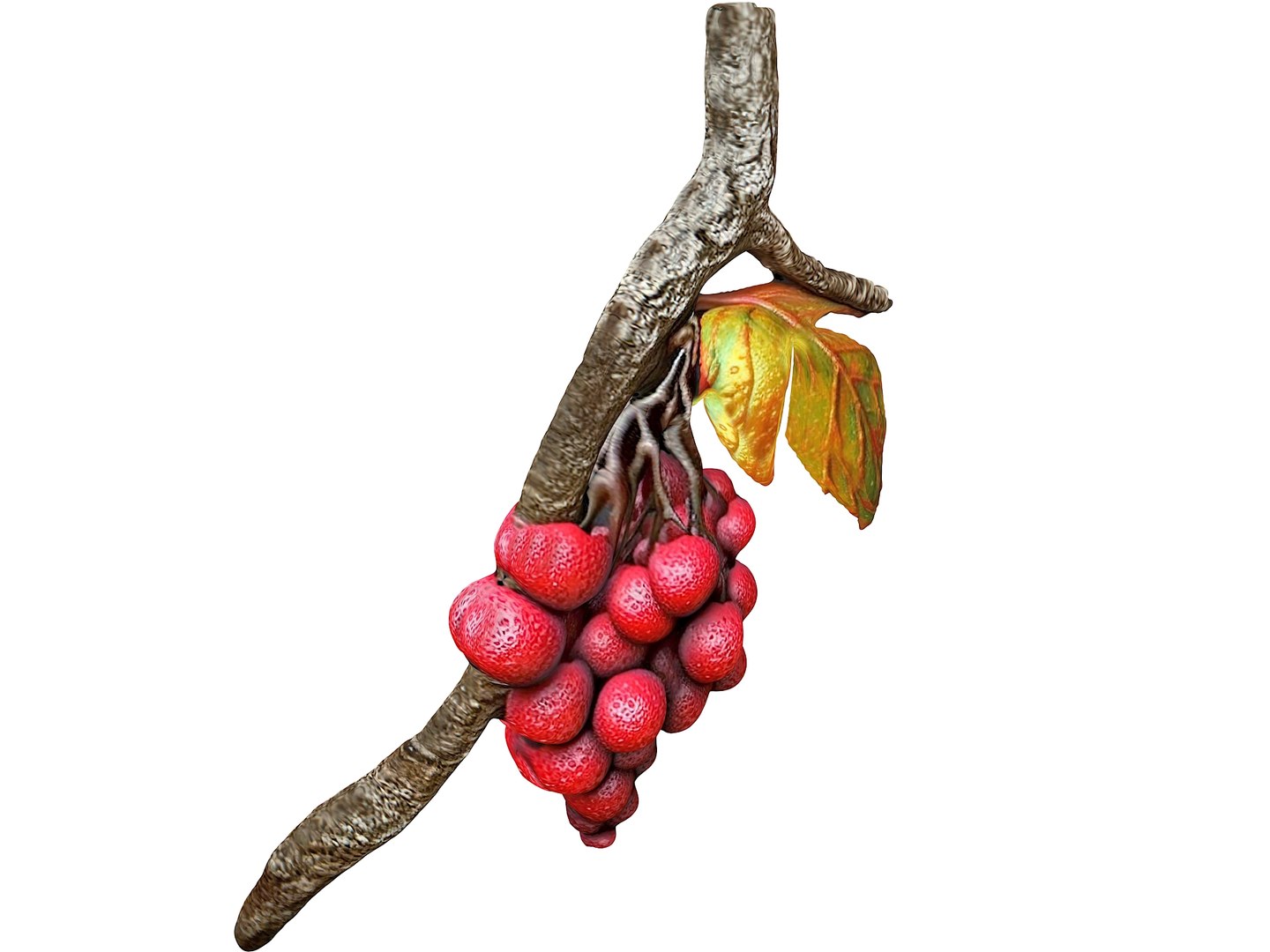 Magical Fruits 3D model https://p.turbosquid.com/ts-thumb/fa/MmpPNy/am/13/jpg/1690379603/1920x1080/fit_q87/27f341a7f831f5c97a5aecad36a1773defc6fea5/13.jpg