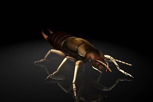 earwigs larvae / insects