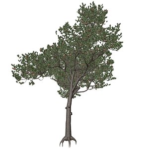 3D Italian Stone Pine Tree - 09 - model
