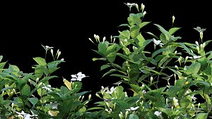 Gardenia augusta - Houttuynia - Gardenia jasminoide 3D model