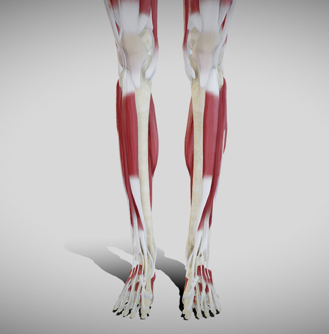 Female Lower Limb Anatomy 3D Model - TurboSquid 1612487