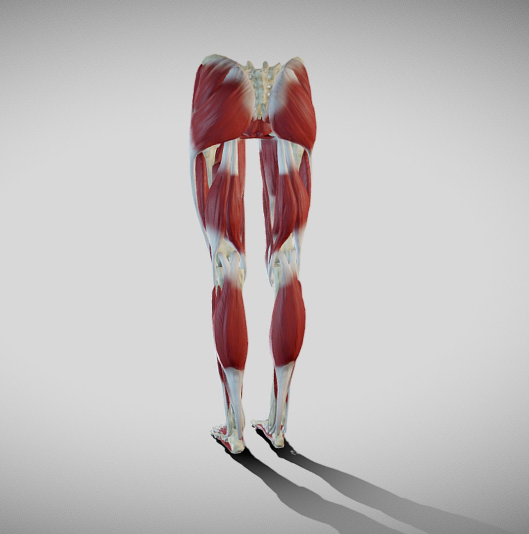 Female Lower Limb Anatomy 3d Model - Turbosquid 1612487