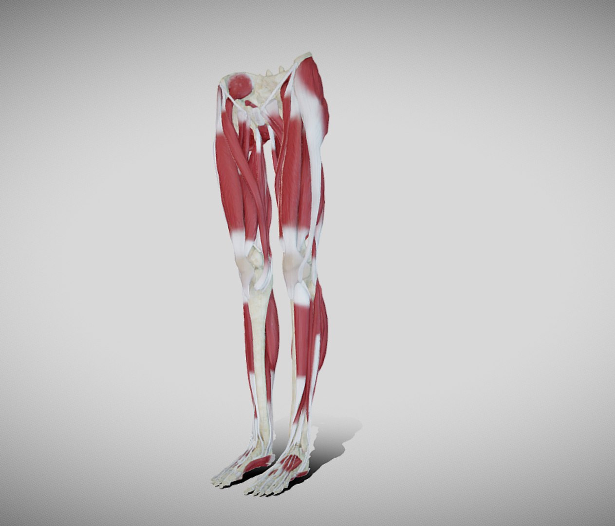 Female Lower Limb Anatomy 3D Model - TurboSquid 1612487