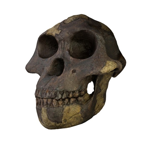 3D skull australopithecus model