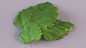patchouli leaf 3D model