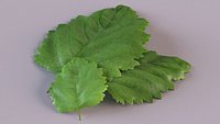 Patchouli leaf aroma