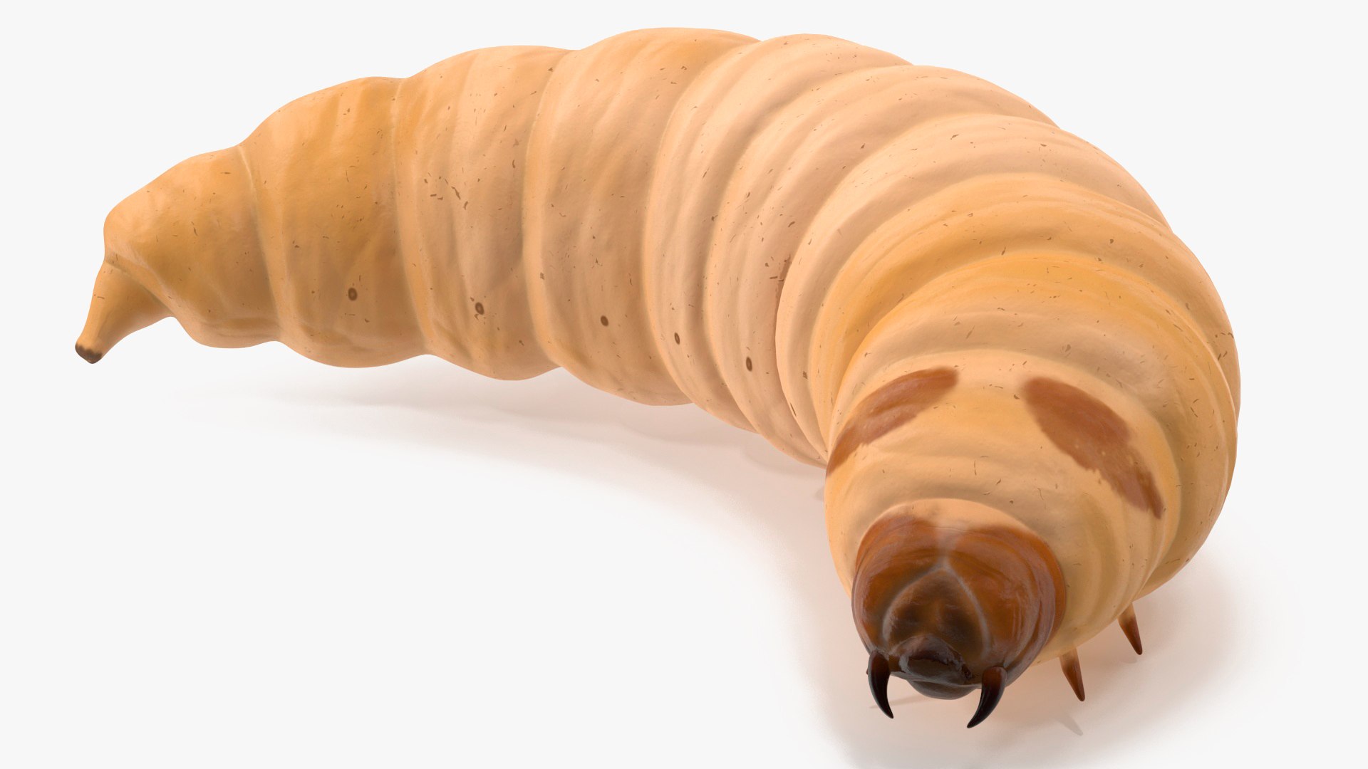 Maggot Fly Rigged 3D model preview