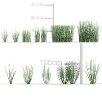 Equisetum hyemale - Scouring rush 3D model