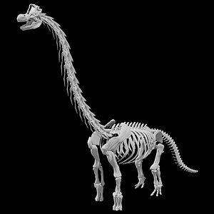 3D Rigged Brachiosaurus skeleton