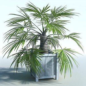 fan palm max