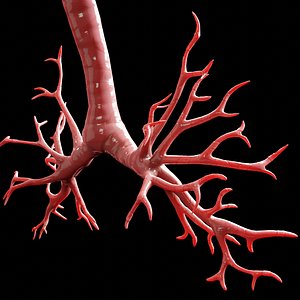 human lungs 3D model