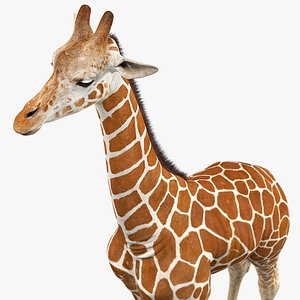 3D realistic giraffe